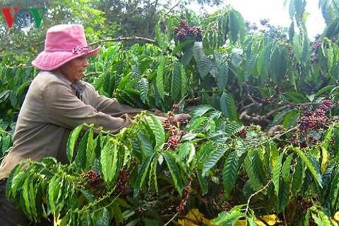 Giá cà phê lao dốc, nông dân găm hàng, doanh nghiệp khó thu mua