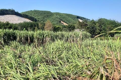 Thừa Thiên Huế: Nông dân trồng mía ở vùng cao “bí” đầu ra