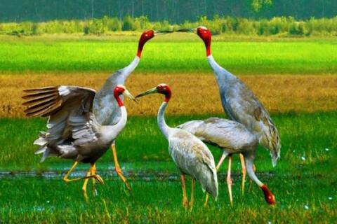 Quản lý hiệu quả thực vật rừng, động vật rừng nguy cấp, quý, hiếm