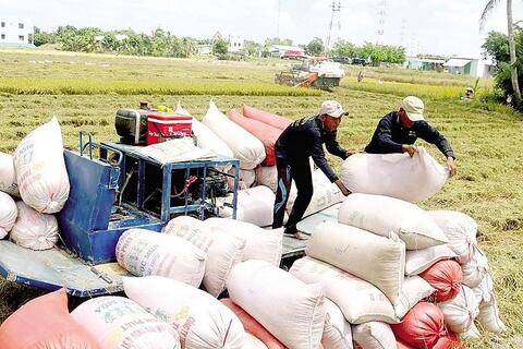 9 giống gạo thơm xuất khẩu sang EU được hưởng hạn ngạch về thuế quan