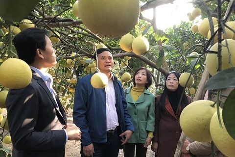 Ứng dụng công nghệ cao: Hướng phát triển cây ăn quả bền vững