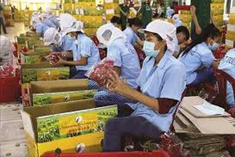 Đảm bảo chất lượng và xuất xứ khi đưa nông sản vào EU