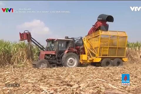 Con đường hội nhập của mía đường đang rộng mở