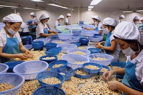 Ngành điều: Làm gì để hóa giải nghịch lý?