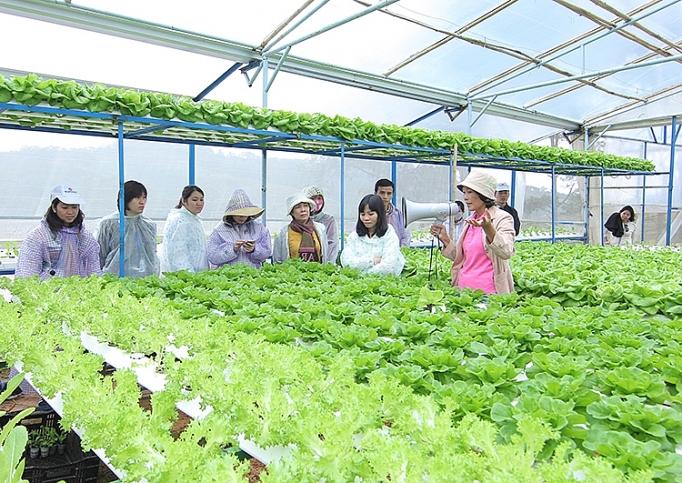 Phát triển chuỗi giá trị nông nghiệp: Doanh nghiệp giữ vai trò chủ đạo phat trien chuoi gia tri nong nghiep doanh nghiep giu vai tro chu dao